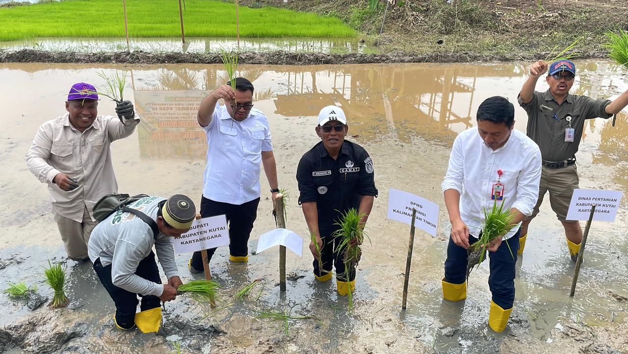 Peresmian Penanaman Padi Organik di Desa Jembayan Tengah, Bupati Kukar Dorong Penguatan Ketahanan Pangan
